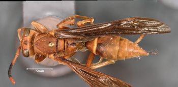 Media type: image;   Entomology 33139 Aspect: habitus dorsal view